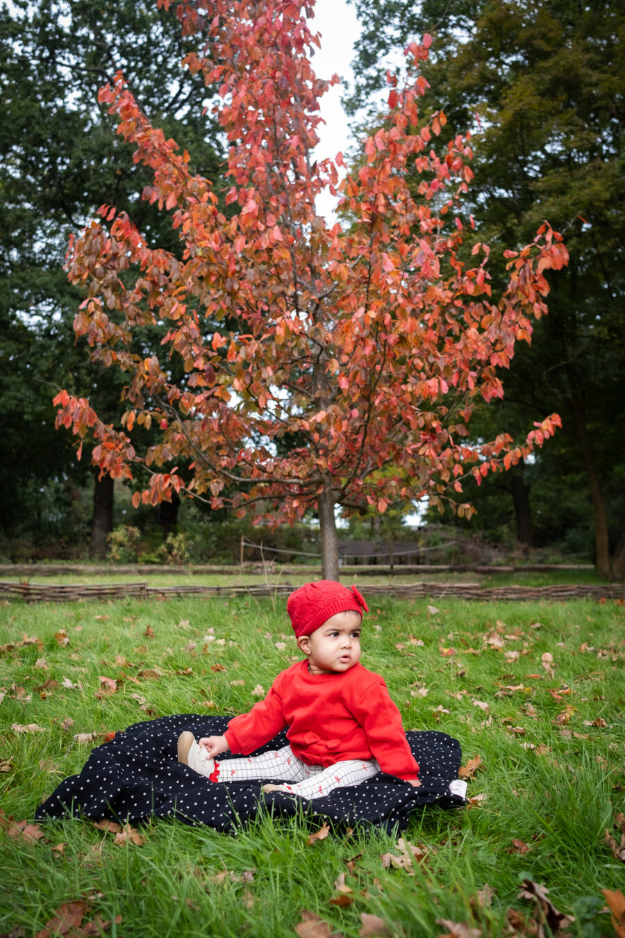 A baby in a red outfit sits on a blanket in an autumn park, with a tree displaying vibrant red leaves in the background.